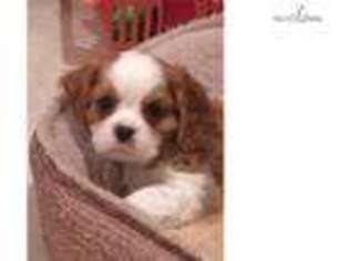 Cavalier King Charles Spaniel Puppy for sale in Minneapolis, MN, USA