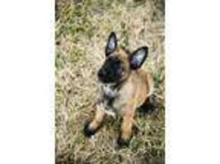 Belgian Malinois Puppy for sale in Franklin, TN, USA