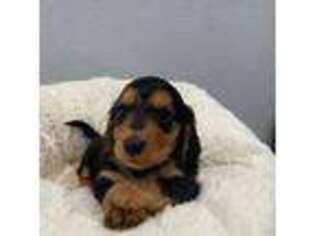 Dachshund Puppy for sale in Pflugerville, TX, USA