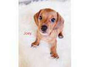 Dachshund Puppy for sale in South San Francisco, CA, USA
