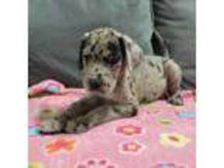 Great Dane Puppy for sale in Danville, IA, USA