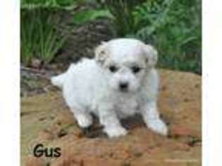 Mutt Puppy for sale in Deepwater, MO, USA