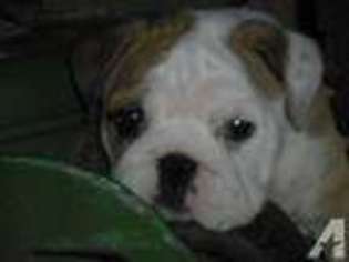 Bulldog Puppy for sale in SUMMIT, MS, USA