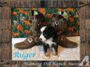 Australian Shepherd Puppy for sale in FORESTBURG, TX, USA