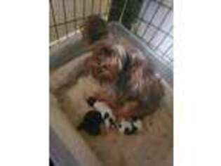 Yorkshire Terrier Puppy for sale in North Port, FL, USA