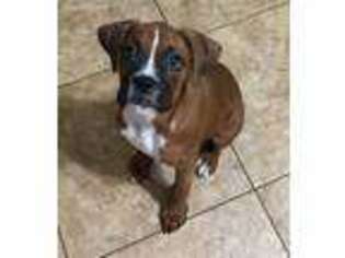 Boxer Puppy for sale in Fortville, IN, USA