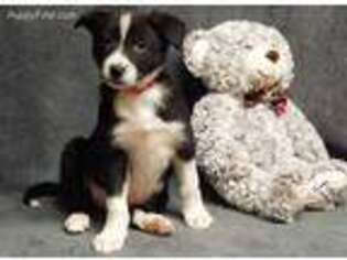 Border Collie Puppy for sale in Muncie, IN, USA
