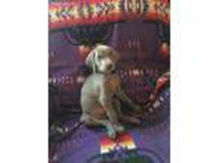 Weimaraner Puppy for sale in Florence, AZ, USA
