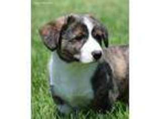 Cardigan Welsh Corgi Puppy for sale in Mulberry, KS, USA