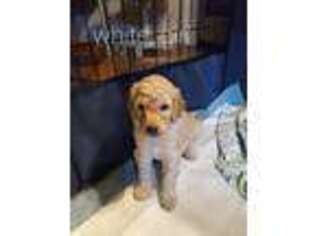 Goldendoodle Puppy for sale in Ripon, CA, USA
