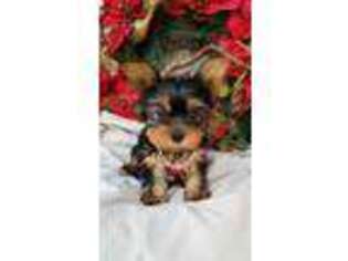Yorkshire Terrier Puppy for sale in Bolivar, MO, USA