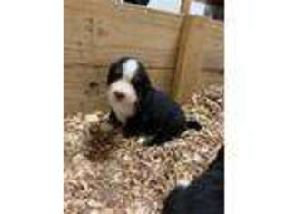 Bernese Mountain Dog Puppy for sale in Marion, IL, USA