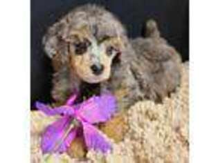 Mutt Puppy for sale in Chelsea, IA, USA