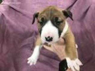 Bull Terrier Puppy for sale in Delmar, DE, USA