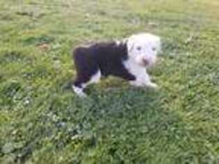Old English Sheepdog Puppy for sale in Greenwich, OH, USA