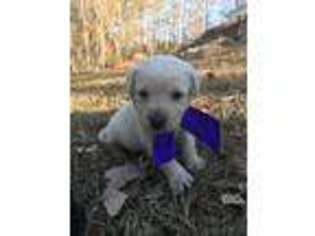 Labrador Retriever Puppy for sale in Prospect, VA, USA