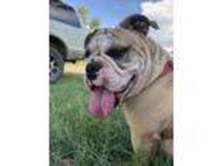 Bulldog Puppy for sale in Hasty, CO, USA