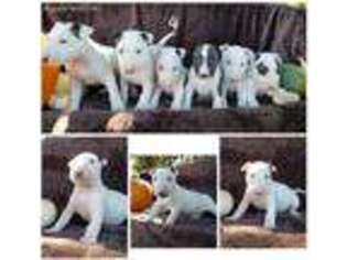 Bull Terrier Puppy for sale in Napa, CA, USA