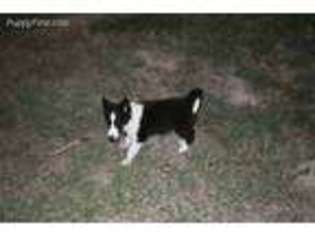 Shetland Sheepdog Puppy for sale in Waco, TX, USA
