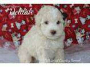 Labradoodle Puppy for sale in Bloomfield, IA, USA