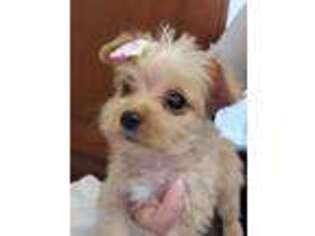 Yorkshire Terrier Puppy for sale in Rowland Heights, CA, USA