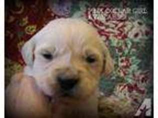 Golden Retriever Puppy for sale in LIGONIER, IN, USA