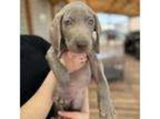 Weimaraner Puppy for sale in Colorado Springs, CO, USA