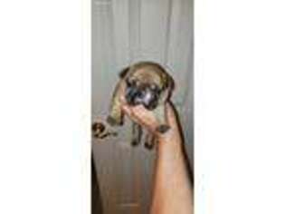 French Bulldog Puppy for sale in Haymarket, VA, USA