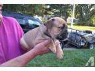 Olde English Bulldogge Puppy for sale in KASSON, MN, USA