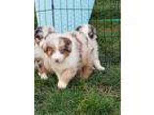 Miniature Australian Shepherd Puppy for sale in Oak Harbor, WA, USA