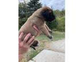 Mastiff Puppy for sale in Lawrenceburg, IN, USA