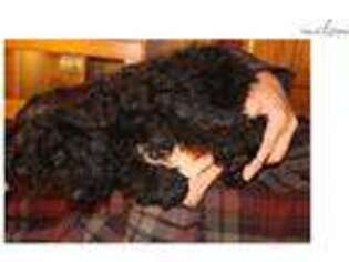 Medium Photo #1 Portuguese Water Dog Puppy For Sale in Guelph, Ontario, Canada