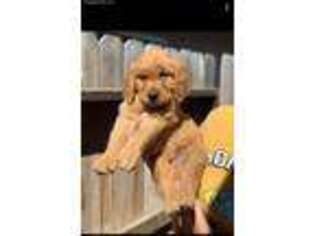 Golden Retriever Puppy for sale in Dos Palos, CA, USA