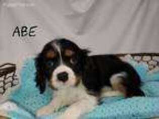 Cavalier King Charles Spaniel Puppy for sale in Yellville, AR, USA