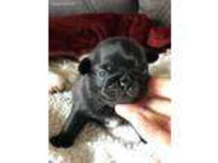 Pug Puppy for sale in Marengo, WI, USA