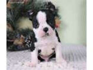 Boston Terrier Puppy for sale in Millersburg, OH, USA