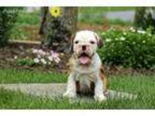 Beabull Puppy for sale in Ephrata, PA, USA