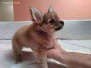 Chihuahua Puppy for sale in Billings, MO, USA