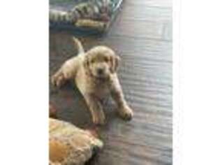 Goldendoodle Puppy for sale in Aurora, IL, USA