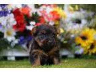 Yorkshire Terrier Puppy for sale in Lake Mills, IA, USA