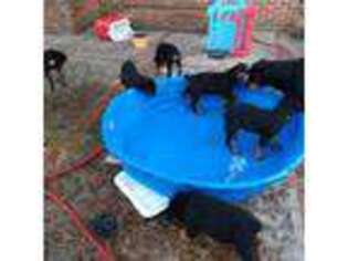 Rottweiler Puppy for sale in Smyrna, TN, USA