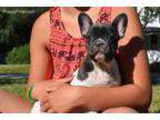 French Bulldog Puppy for sale in Congerville, IL, USA