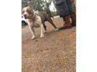 Mutt Puppy for sale in Taylorsville, MS, USA