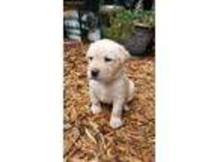 Labrador Retriever Puppy for sale in Williamston, SC, USA