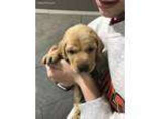 Labrador Retriever Puppy for sale in Humboldt, TN, USA