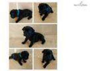 French Bulldog Puppy for sale in Show Low, AZ, USA