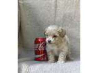 Mutt Puppy for sale in Shallotte, NC, USA