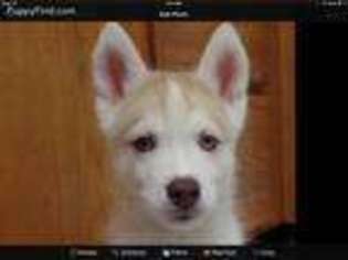 Siberian Husky Puppy for sale in Seattle, WA, USA