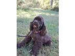 Cocker Spaniel Puppy for sale in Morrison, TN, USA