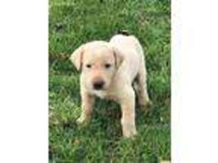 Labrador Retriever Puppy for sale in Leasburg, MO, USA